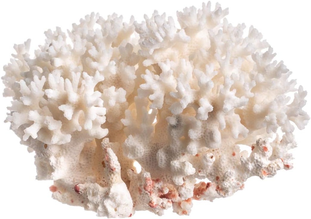 White Sea Coral