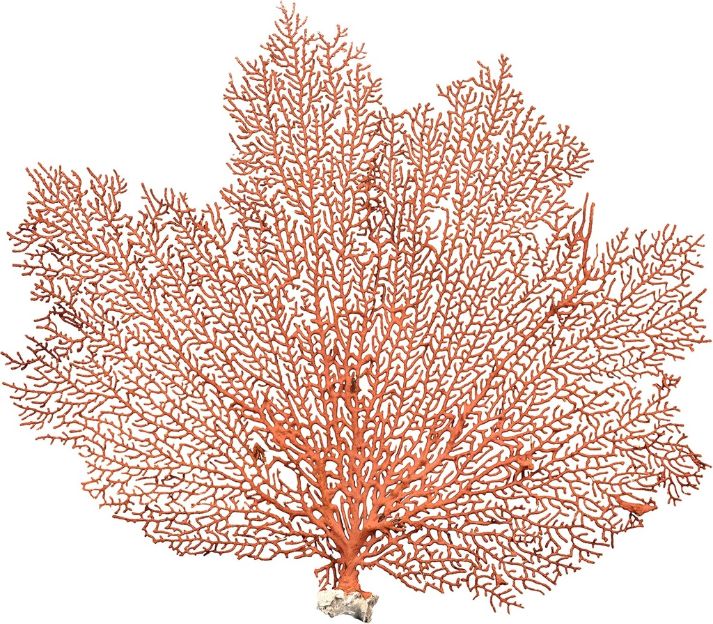 Sea Fan Coral
