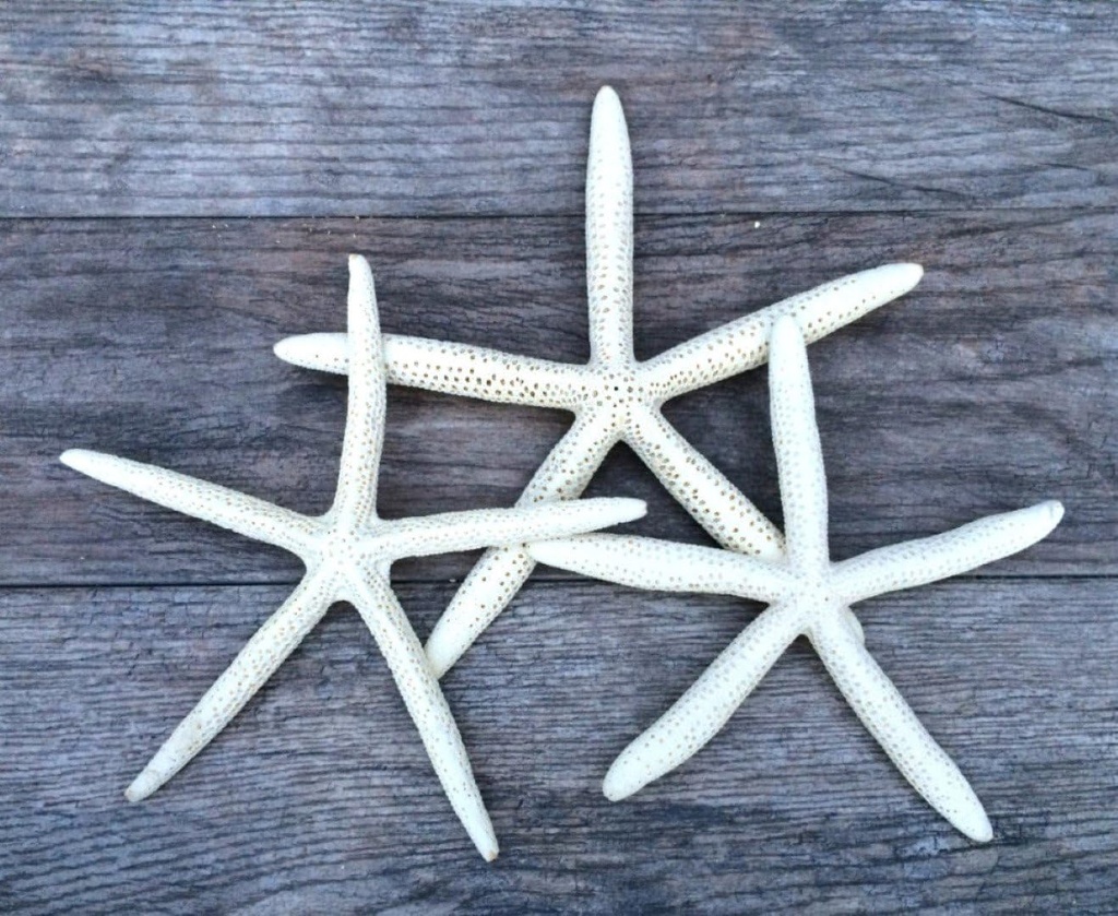 White Sea Stars